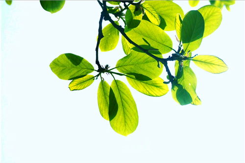 寫一篇校園的春色的作文400字