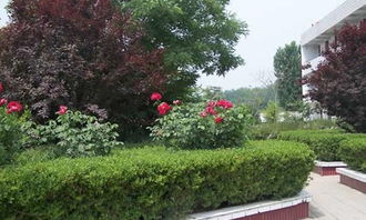 夏季校園作文100字