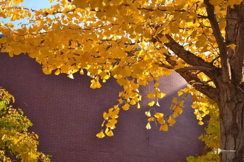 秋意,作文,校園