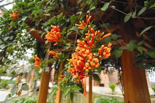 校園里的鞭炮花作文,描寫鞭炮花的作文,鞭炮花作文三年級(jí)