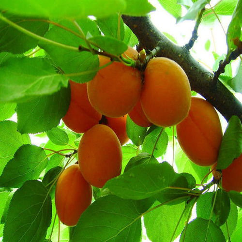 杏樹,作文,校園里