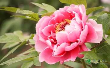 描寫校園牡丹花作文