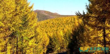 校園里的松樹300字優(yōu)秀作文,校園欺凌優(yōu)秀作文,松樹優(yōu)秀作文三年級(jí)