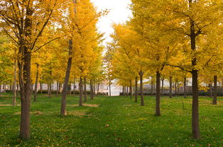 校園銀杏林作文