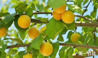 校園里杏樹作文345