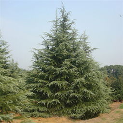 校園里的松樹和雪松作文