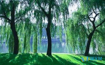 校園里的柳樹樹作文