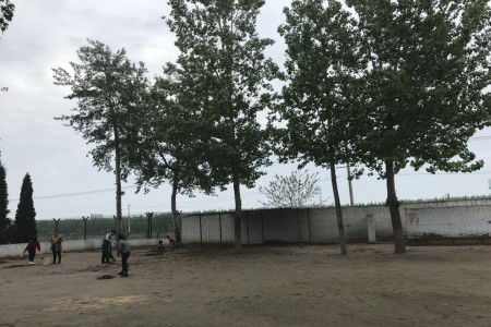 共建和諧校園作文,共建平安和諧校園作文,預防校園暴力,共建和諧校園作文800字