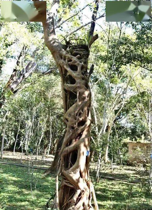 作文,榕樹(shù),盡頭,校園