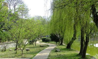 描寫校園里柳樹的作文三級作文怎么寫