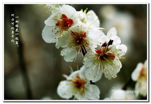 校園里的梅花樹作文,校園里的梅花樹作文300字,校園里的梅花樹三年級(jí)作文