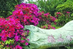 校園三角梅作文400字