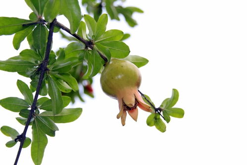 校園里的石榴花開了作文