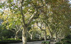 春天的校園的梧桐樹(shù)作文怎么寫(xiě)