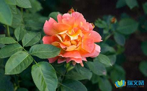 校園一角作文花壇月季花