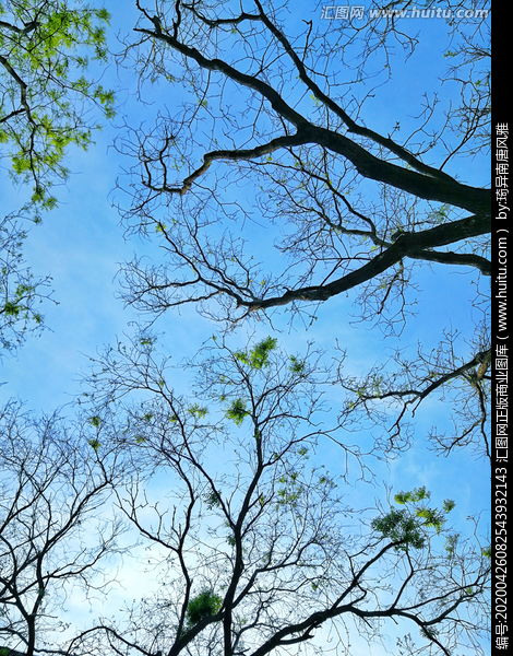 作文,生機(jī)勃勃,春天,校園