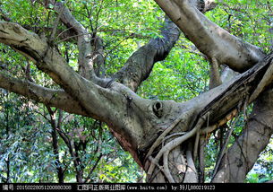 校園風(fēng)景的作文大榕樹