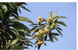 枇杷,作文,校園里