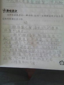 校園作文600字以上說明方法