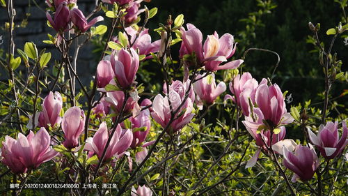 描寫校園風景線的作文關于紫玉蘭花