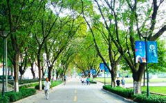 小學作文校園的花圃