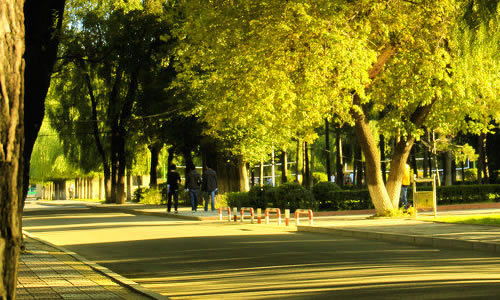 印象校園500字作文大全