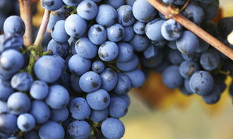 校園葡萄架的作文