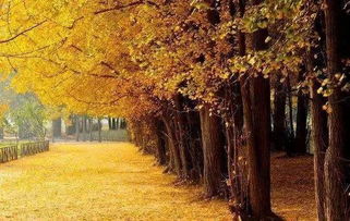 校園銀杏樹作文800