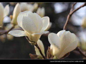 關(guān)于校園白玉蘭的作文