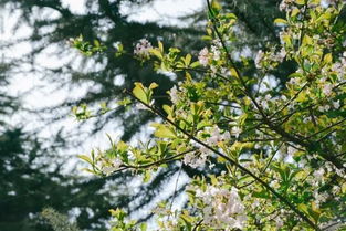 開滿丁香花的校園作文三百字