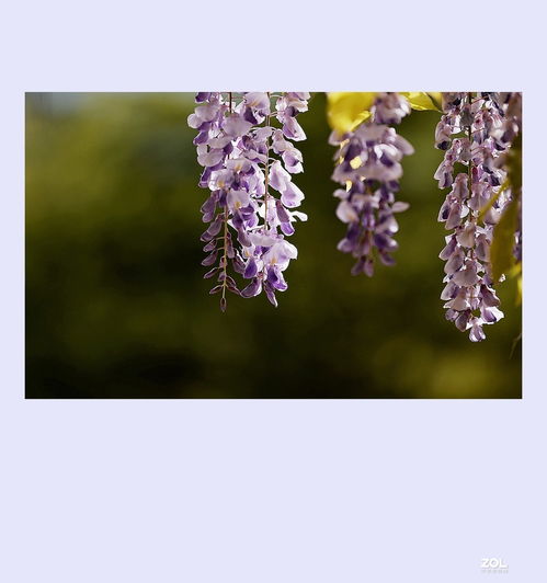 作文,紫藤,校園