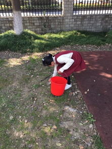 作文,環(huán)保,校園,小衛(wèi)士