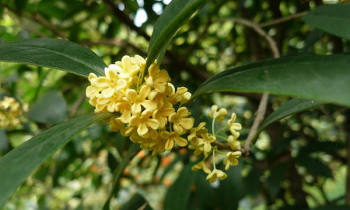 秋天的校園作文寫(xiě)樟樹(shù)