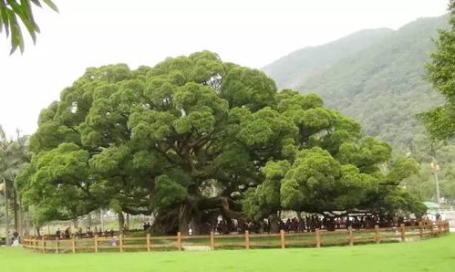 作文:校園一景大榕樹