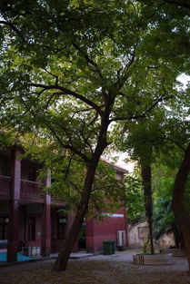 作文校園的大槐樹