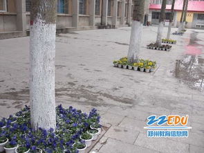 美化校園綠化環(huán)境作文400字