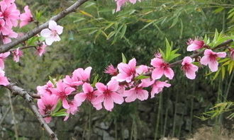 校園桃花樹作文三級