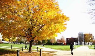 寫(xiě)校園柏樹(shù)的作文100