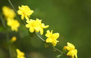 關于校園的迎春花作文