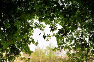 春景,作文,校園,大學(xué)