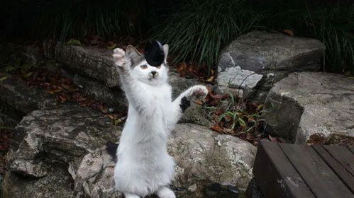 關(guān)愛校園流浪貓英語作文