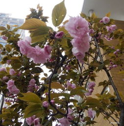 描寫開滿丁香花的校園作文