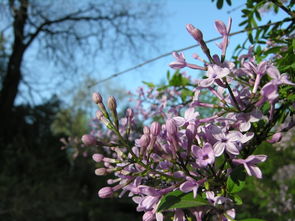 丁香花開的校園作文400字,丁香花開的校園作文淘氣包,丁香花開的校園作文450字