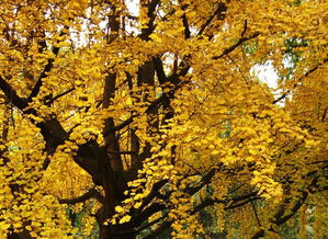 關于校園春天銀杏樹的作文