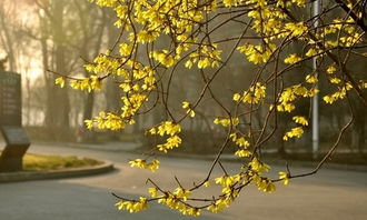 春天到校園作文300字