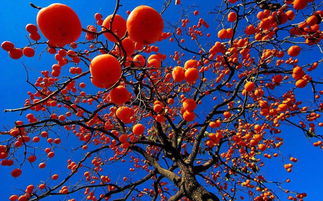 校園四季柿子樹作文