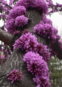 校園的紫荊花作文640個(gè)字