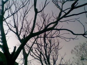 關于校園的作文用動態(tài)和靜態(tài)描寫