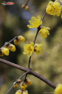 校園的木棉樹的作文