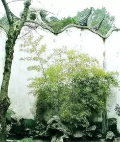 校園的一角爬山虎春夏秋冬作文